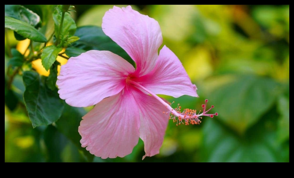 Hibiscus Înflorirea de dimineață care îți va energiza ziua 4 Înflorirea de dimineață: Începe-ți ziua corect cu coaja plină de viață de hibiscus