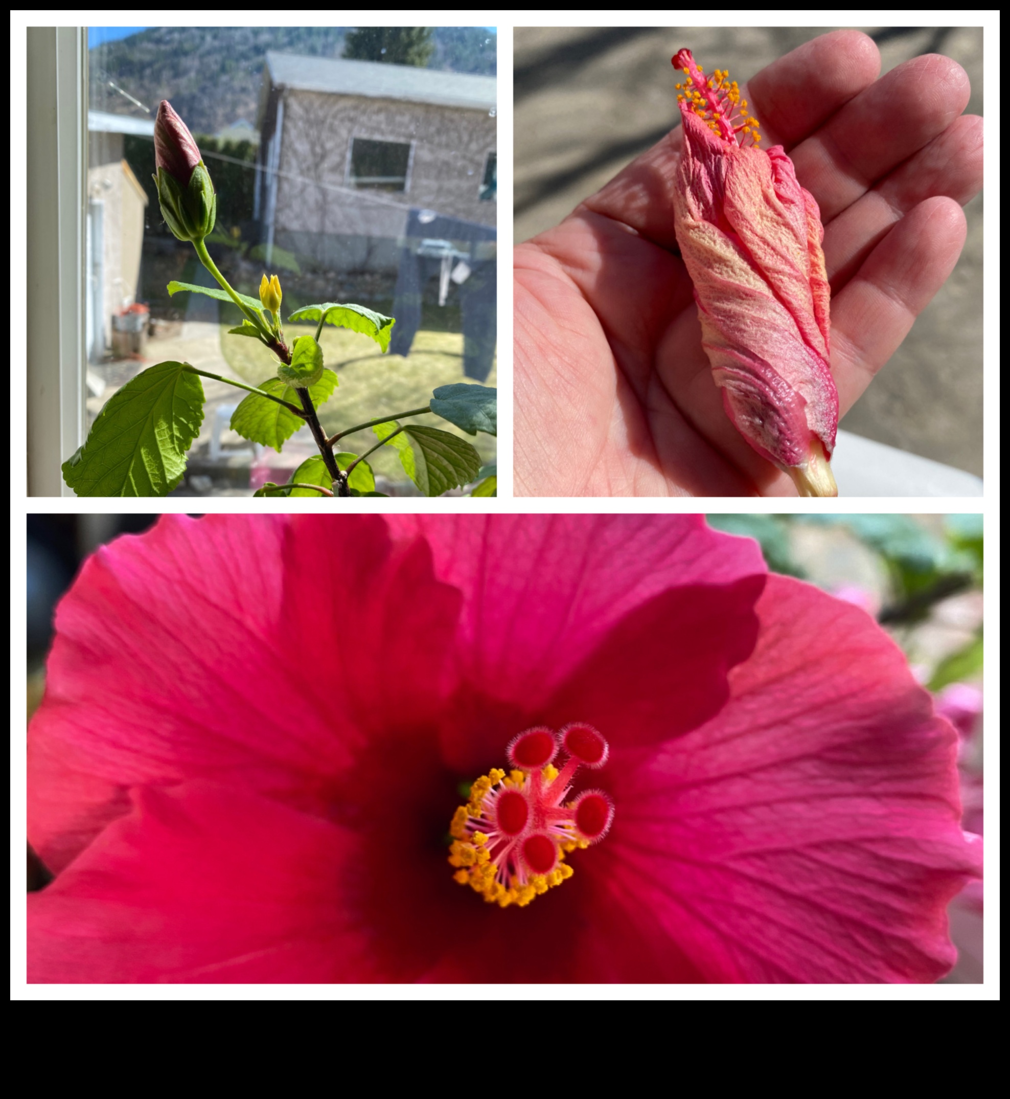 Hibiscus Înflorirea de dimineață care îți va energiza ziua 3 Înflorirea de dimineață: Începe-ți ziua corect cu coaja plină de viață de hibiscus