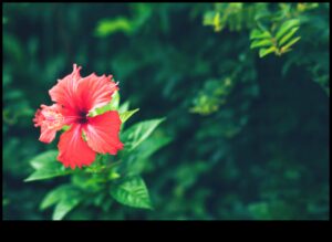 Înflorirea de dimineață: Începe-ți ziua corect cu coaja plină de viață de hibiscus