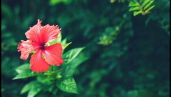 Înflorirea de dimineață: Începe-ți ziua corect cu coaja plină de viață de hibiscus